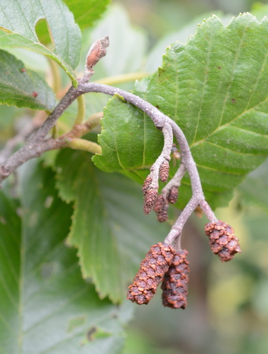 grey alder