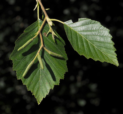 grey alder