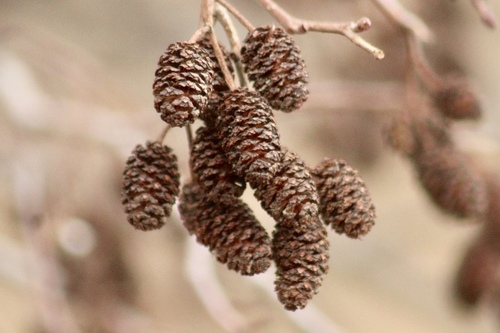 grey alder