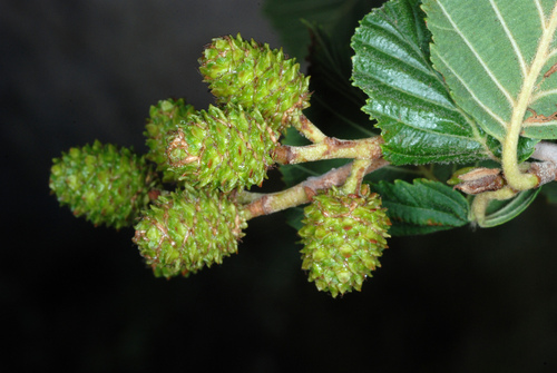 grey alder