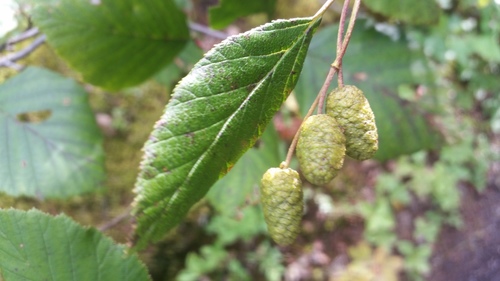 grey alder