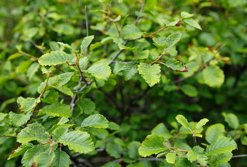 grey alder
