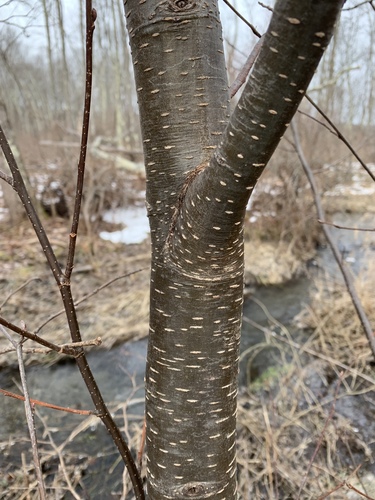 grey alder