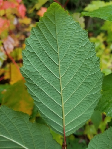 grey alder