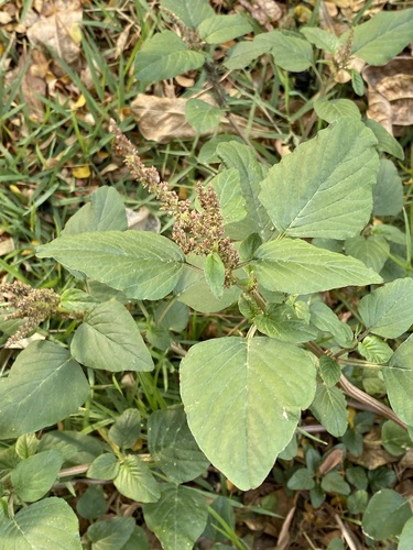 green amaranth