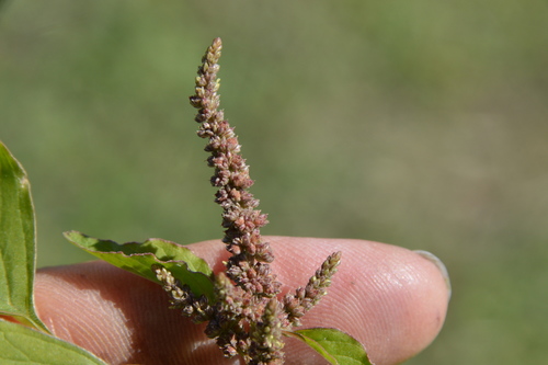 green amaranth