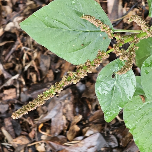 green amaranth