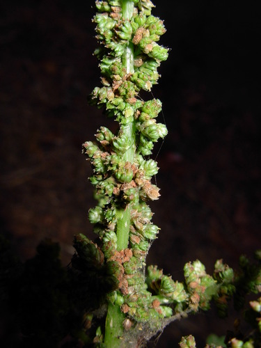 green amaranth