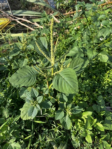 green amaranth