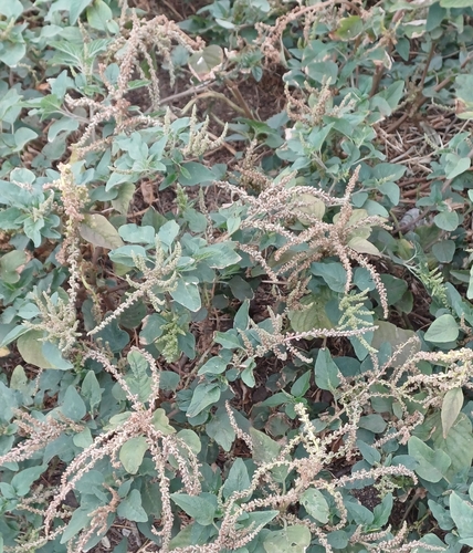 green amaranth