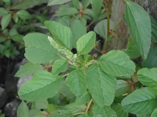 green amaranth