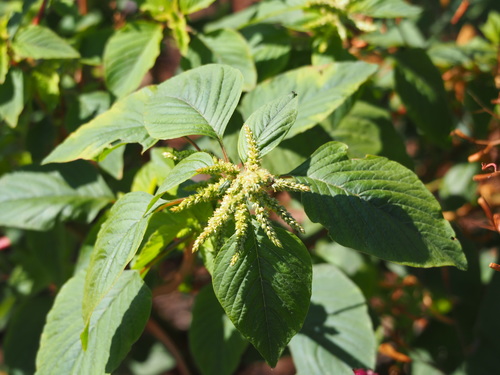green amaranth