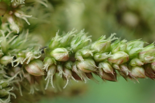 green amaranth