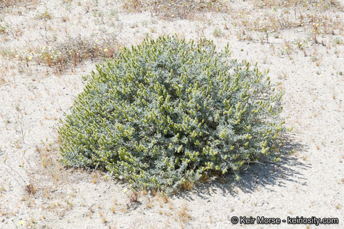 Burrobush