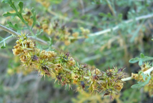 Burrobush