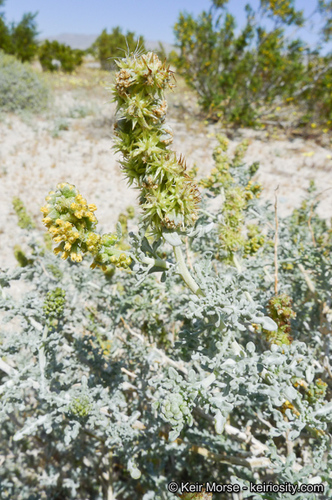 Burrobush