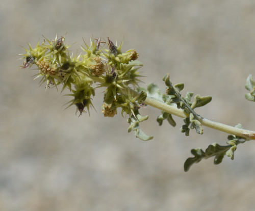 Burrobush