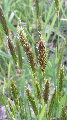 sweet vernal grass