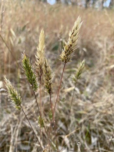 sweet vernal grass