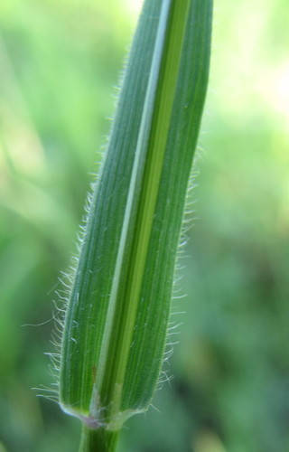 sweet vernal grass