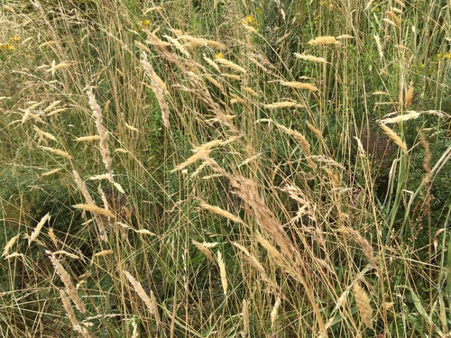 sweet vernal grass