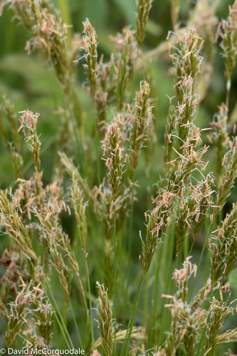 sweet vernal grass