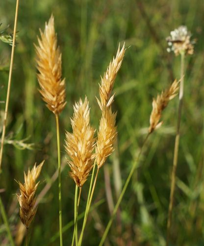 sweet vernal grass