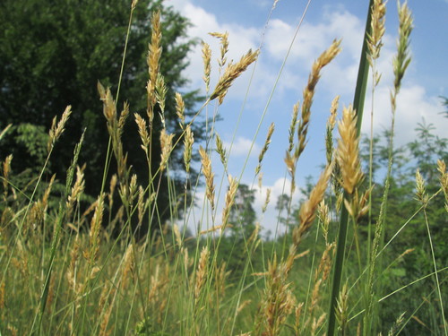 sweet vernal grass