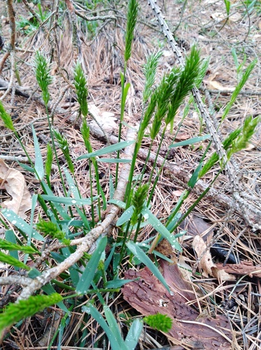 sweet vernal grass