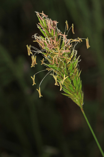 sweet vernal grass