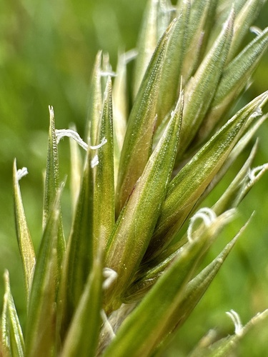 sweet vernal grass