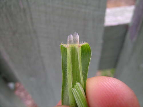 sweet vernal grass