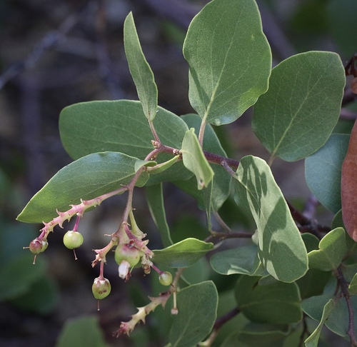 greenleaf manzanita