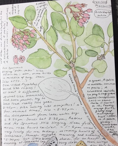 greenleaf manzanita