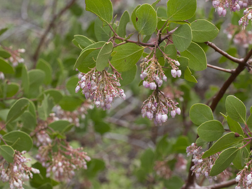 greenleaf manzanita