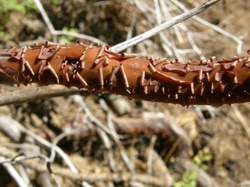 greenleaf manzanita