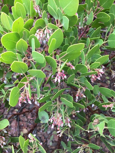 greenleaf manzanita