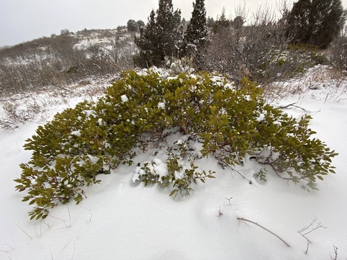 greenleaf manzanita