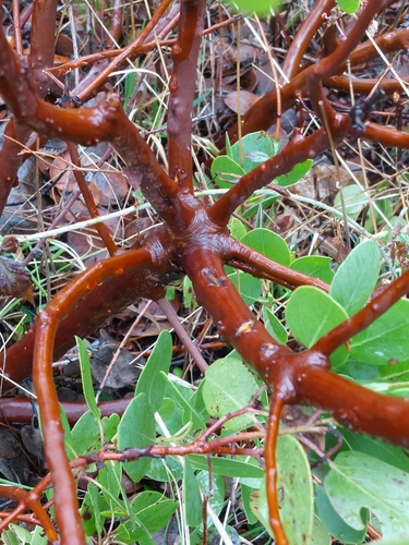 greenleaf manzanita
