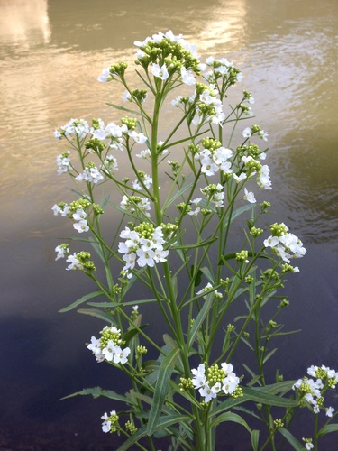 Horseradish