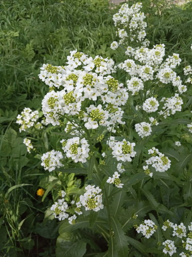 Horseradish