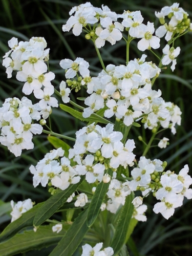 Horseradish
