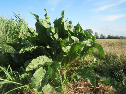 Horseradish