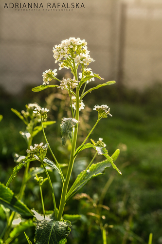 Horseradish