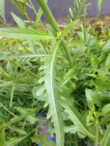Horseradish
