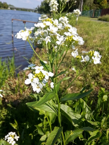 Horseradish