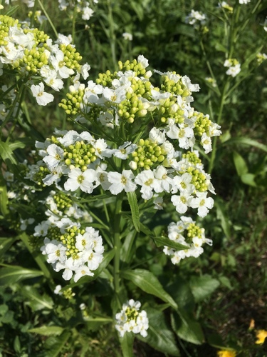 Horseradish