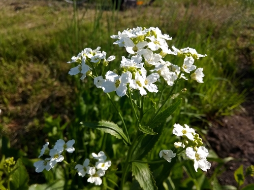Horseradish