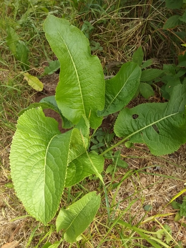 Horseradish