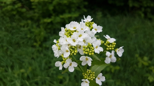 Horseradish